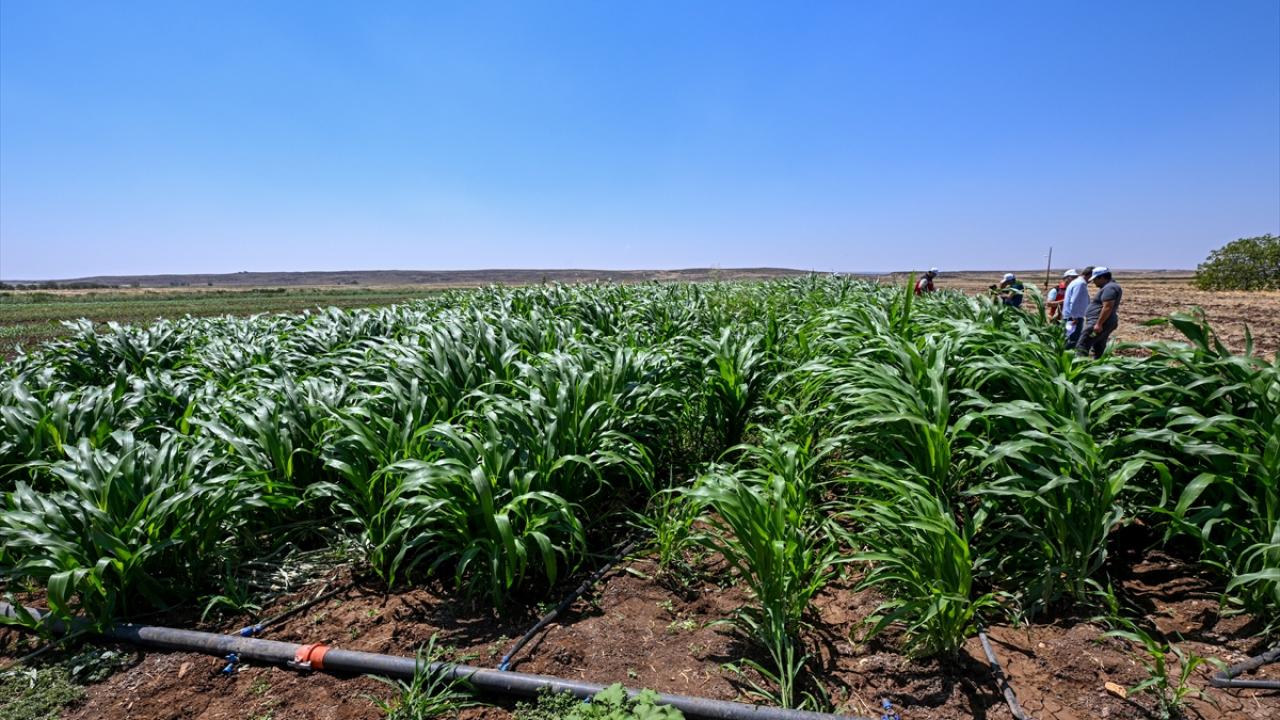 "Gelişimi çok iyi"