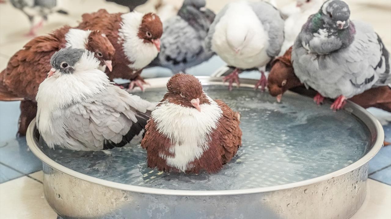 "Kuşlar sıcakta hasta olabiliyorlar"