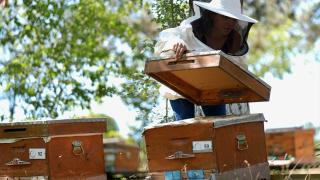 İklimsel değişimler ve gal arısı, kestane balında verimi düşürdü