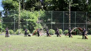 Dedektör köpekler düzenli eğitimle her an göreve hazır