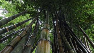 El Salvador'un koruma altındaki tropikal ormanları