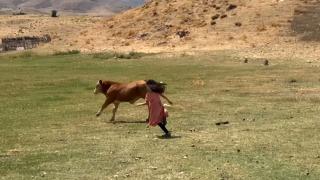 Terörden arındırılan Muş yaylaları yeniden şenlendi