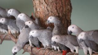 İstanbul Havalimanı'nda el konulan papağanlar Gaziantep'e getirildi