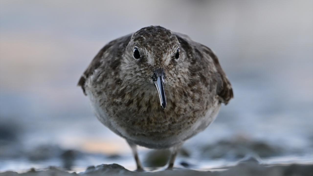 Orman Düdükçünü