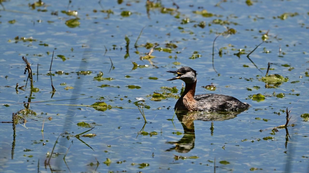 Kızıl Boyunlu Batağan