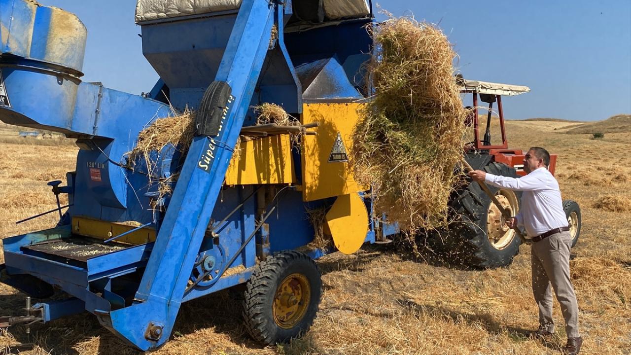 Bu yıl ekilen alan 112 bin dekara ulaştı