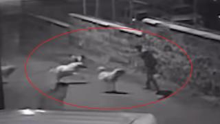 İşe giderken başıboş köpeklerin saldırısına uğradı