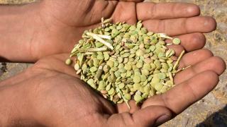 Yeşil mercimekte Kırşehir'de üretim alanı yüzde 70 arttı