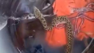 Çamaşır makinesine yılan girdi