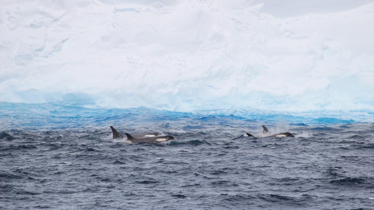 "Deniz tabanındaki yaşama zarar verebilir"