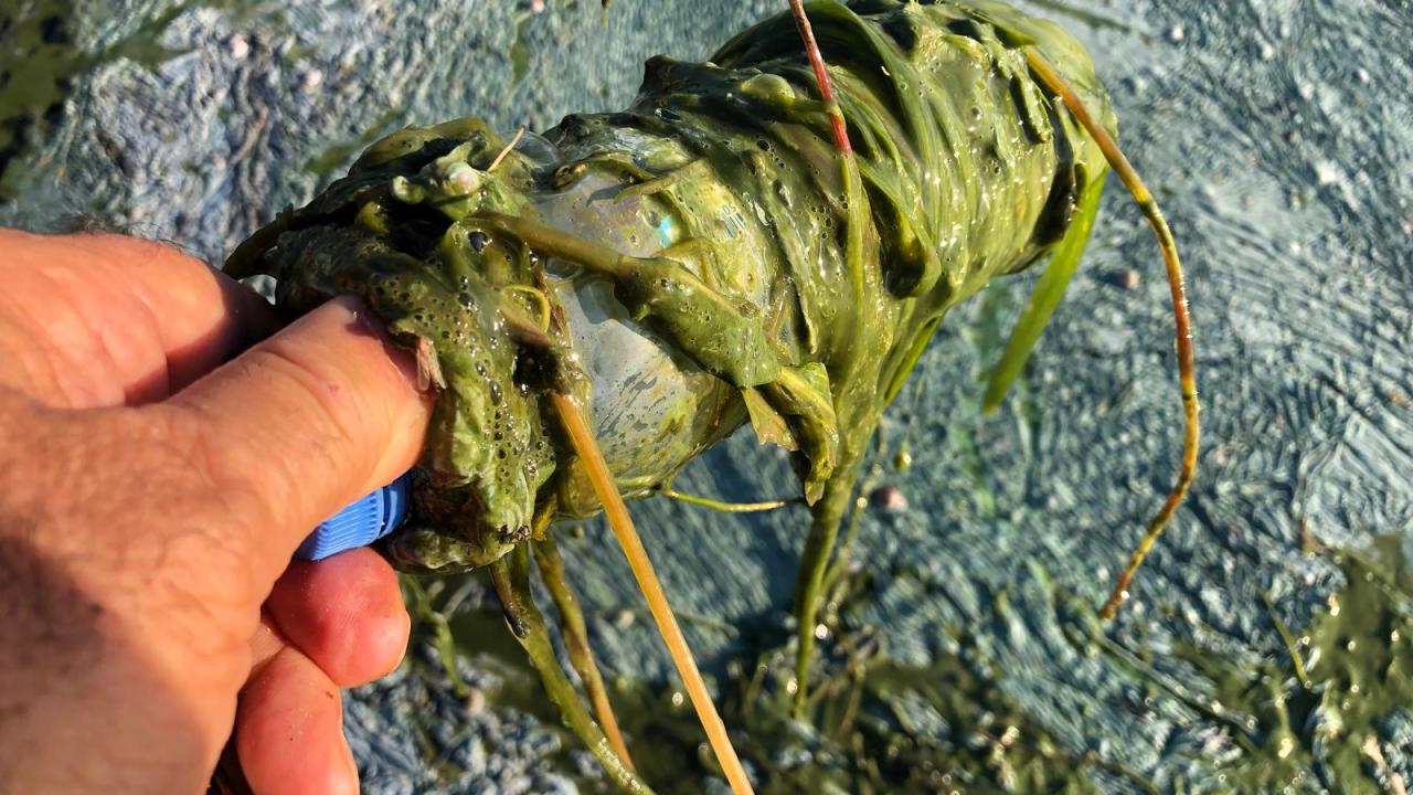 Aşırı kirliliğin göstergesi