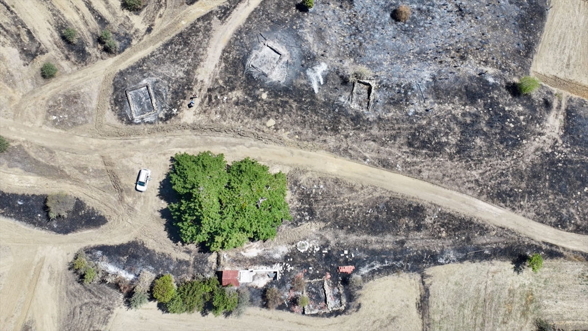 "Çam ağacının tescillenmesini istiyoruz"