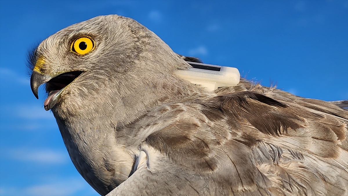 Doğal ortamına salındıktan sonra bir haftada 4 ülke değiştirdi