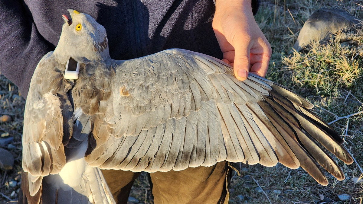 En hızlı uçuşunu saatte 77,4 kilometre hızla gerçekleştirdi