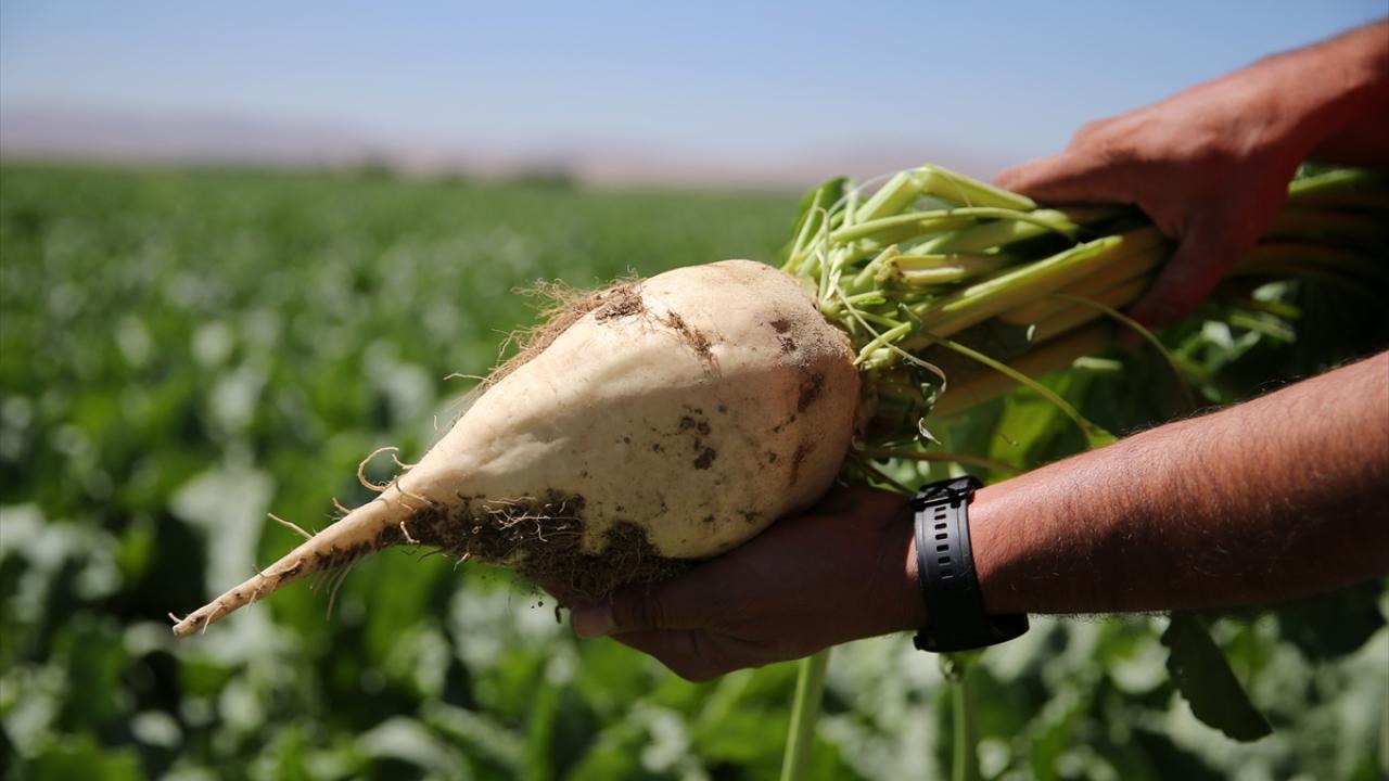 "Kök veriminde, şeker oranında büyük düşüşler yaşanıyor"