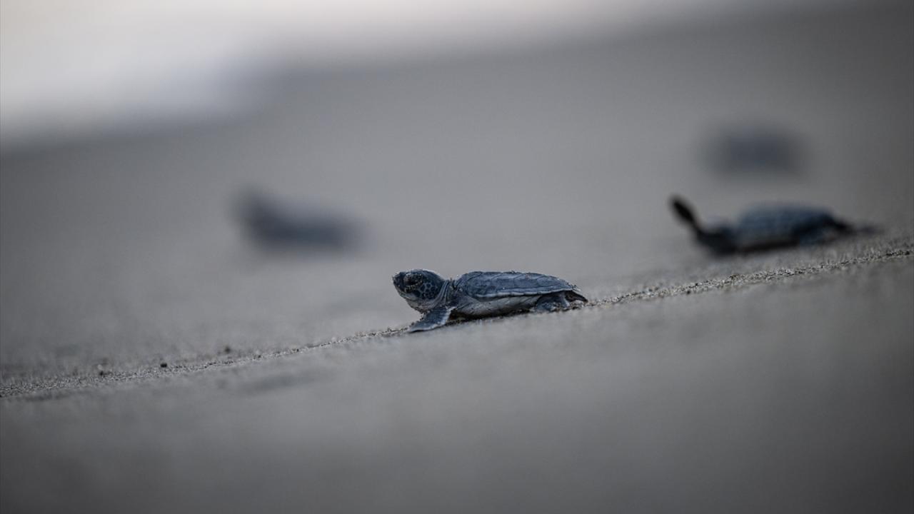 "Yavru çıkışı ve popülasyonda iyiye doğru gidiş var"