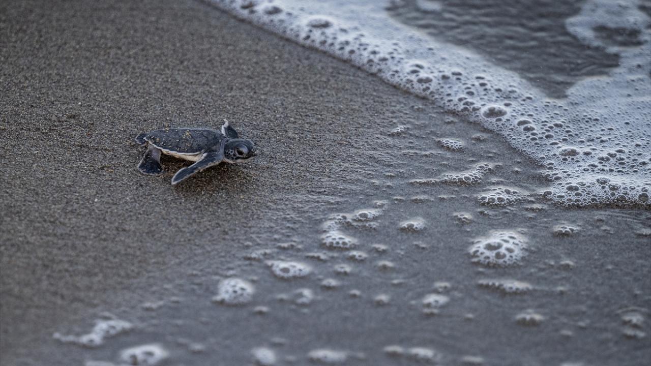 "Yavrular yaklaşık 300 yuvadan çıkıp Akdeniz`in engin sularına ulaştı"