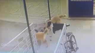 Başıboş köpekler kediye saldırdı