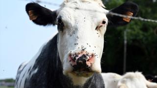 Belçika'da hayvanlarda ölümcül "mavi dil hastalığı" baş gösterdi