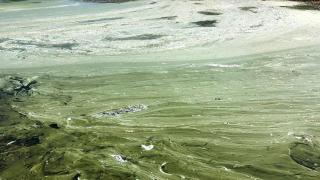 Isparta Eğirdir Gölü'nde müsilaj da başladı