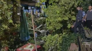 İzmir'de asırlık çınar devrildi