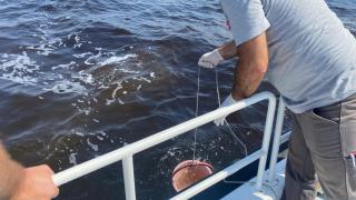 CHP'li İzmir Büyükşehir Belediye Başkanı'nın 'balık ölümleri açıklaması' tepki çekti