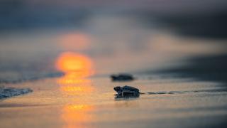 Akdeniz'deki deniz kaplumbağalarının statüsü, koruma ve izleme çalışmalarıyla iyileştirildi