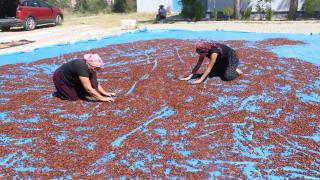Yozgat'tan Japonya'ya kiraz ihracatı