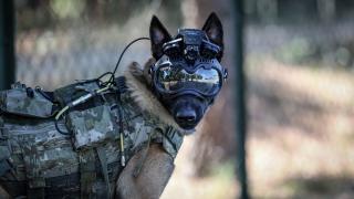 Eğitimli köpeklere takılan sistem Mehmetçik'in arazideki gözü olacak