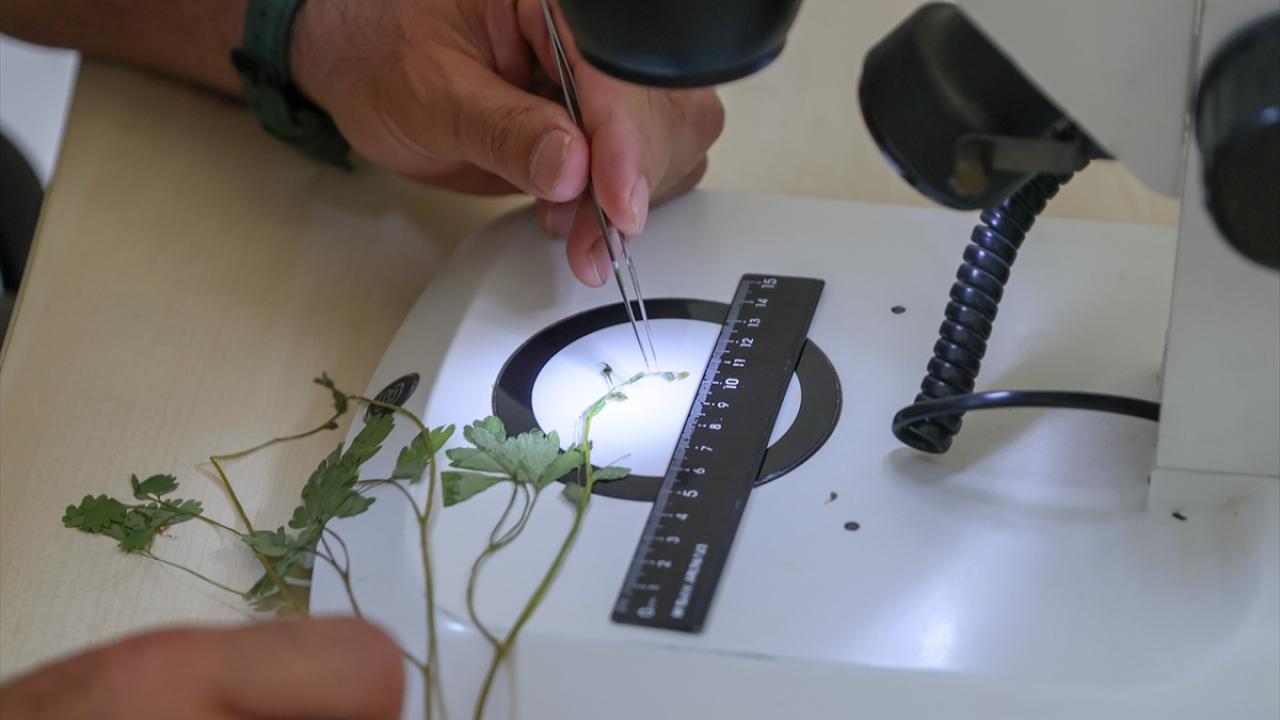 Latmos için koruma statüsü talebi