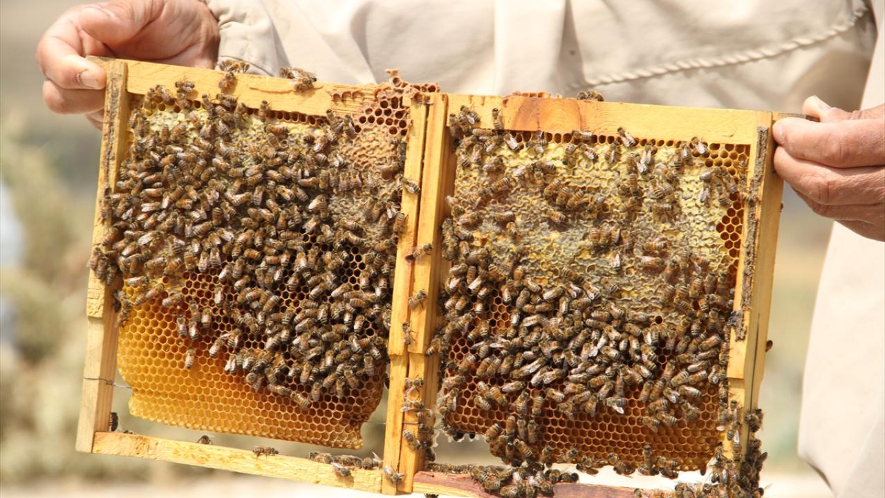 "Bal kalitesi çok yüksek oluyor"