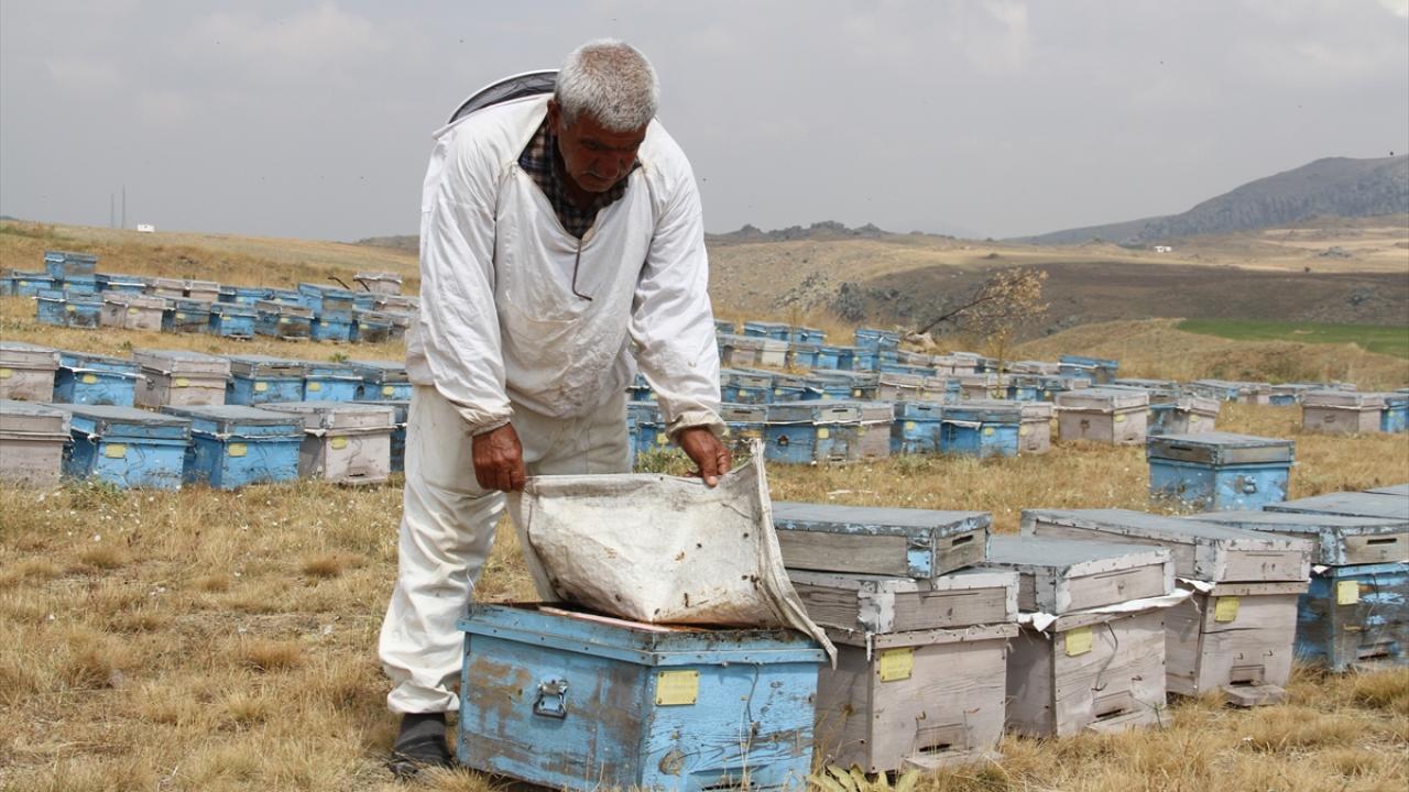 "Çobanlık ve arıcılıkla 3 çocuğumu büyüttüm"