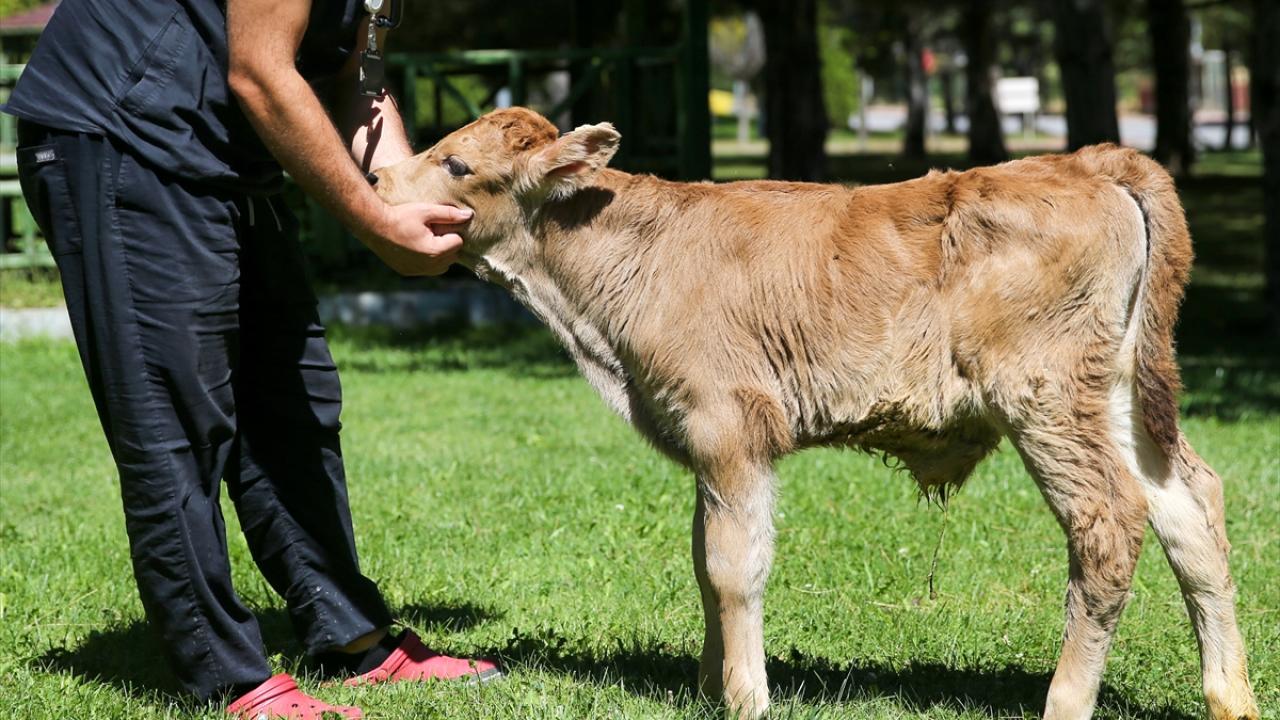 "Öğrencilerimiz onu seviyor, dışarı çıkarıp oynamasını sağlıyor"