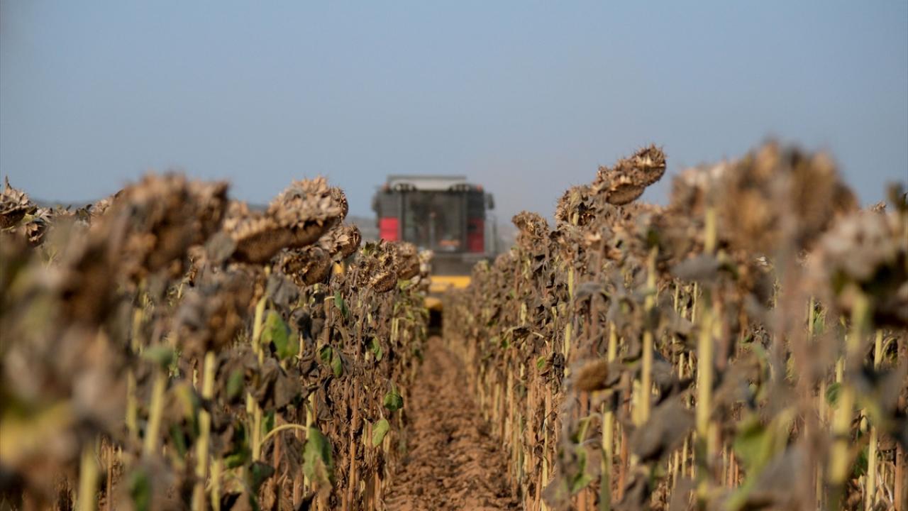 "Geçen yıl verimimiz daha iyiydi"