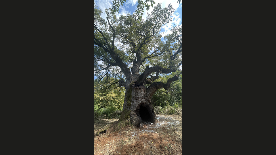 "Alanı turizme kazandırmak istiyoruz"