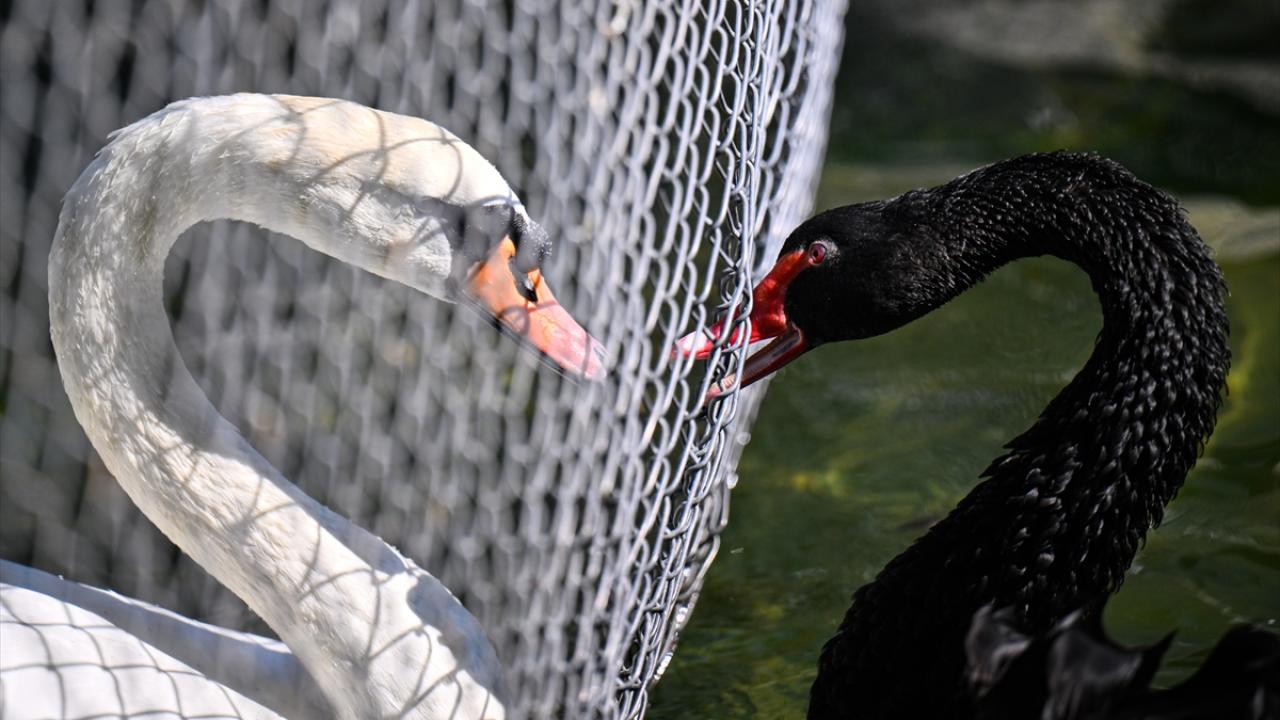 "Amacımız kuğuların yaşamasını sağlamak"