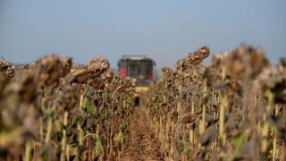 Trakya'da ayçiçeği hasadı