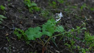 Beşparmak Dağı'nda keşfedilen bitki bilim dünyasına kazandırıldı