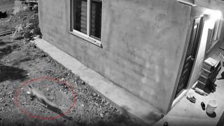 Terlik ve ayakkabı hırsızı "tilki" çıktı