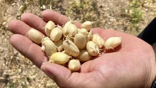 Kırşehir'de nadasa bırakılacak alanlara nohut ekiliyor