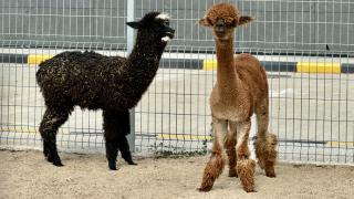 Arabanın içinden 42 hayvan çıktı