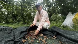 Fındık hasadında sona gelinirken "file örtüler" toplanıyor