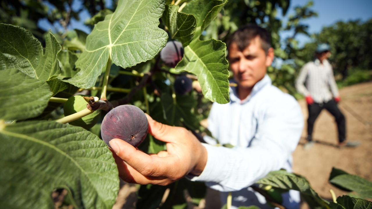 "Ağacı kuraklığa dayanıklı, 3-4 adet yenildiğinde tok tutucu özelliği var"