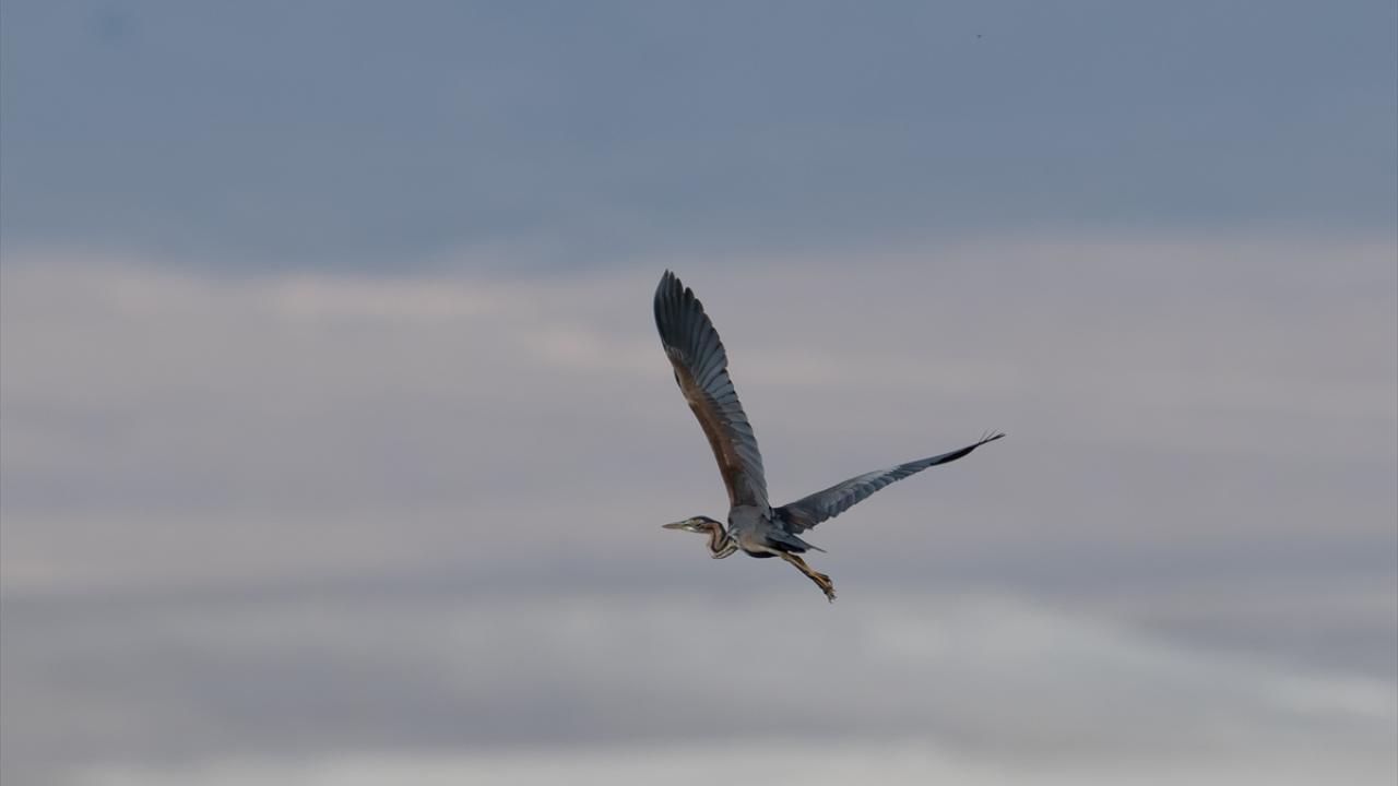 Ergüvani balıkçıl