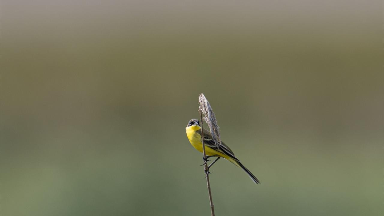 Sarı kuyruksallayan