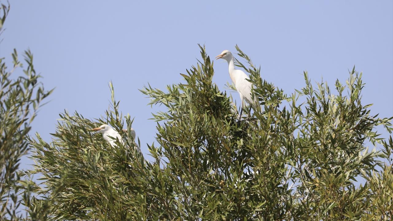 "Sıcaklık buraya gelen kuşların besin bulmasını etkilemektedir"