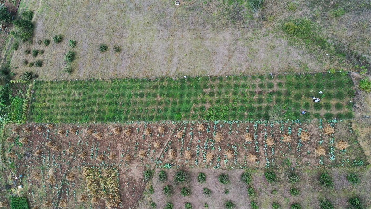 "İlçemiz aronya yetiştiriciliğinde önemli yere sahip olacak"