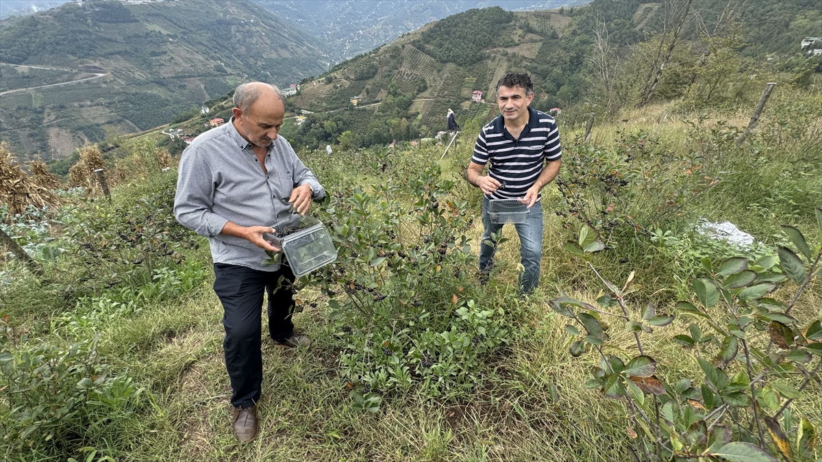 "Bugünkü piyasayla fındığın 5 misli parasını alıyorum"