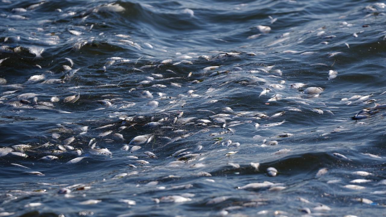 Amonyak miktarının 50 kat fazla olduğu belirlenmişti