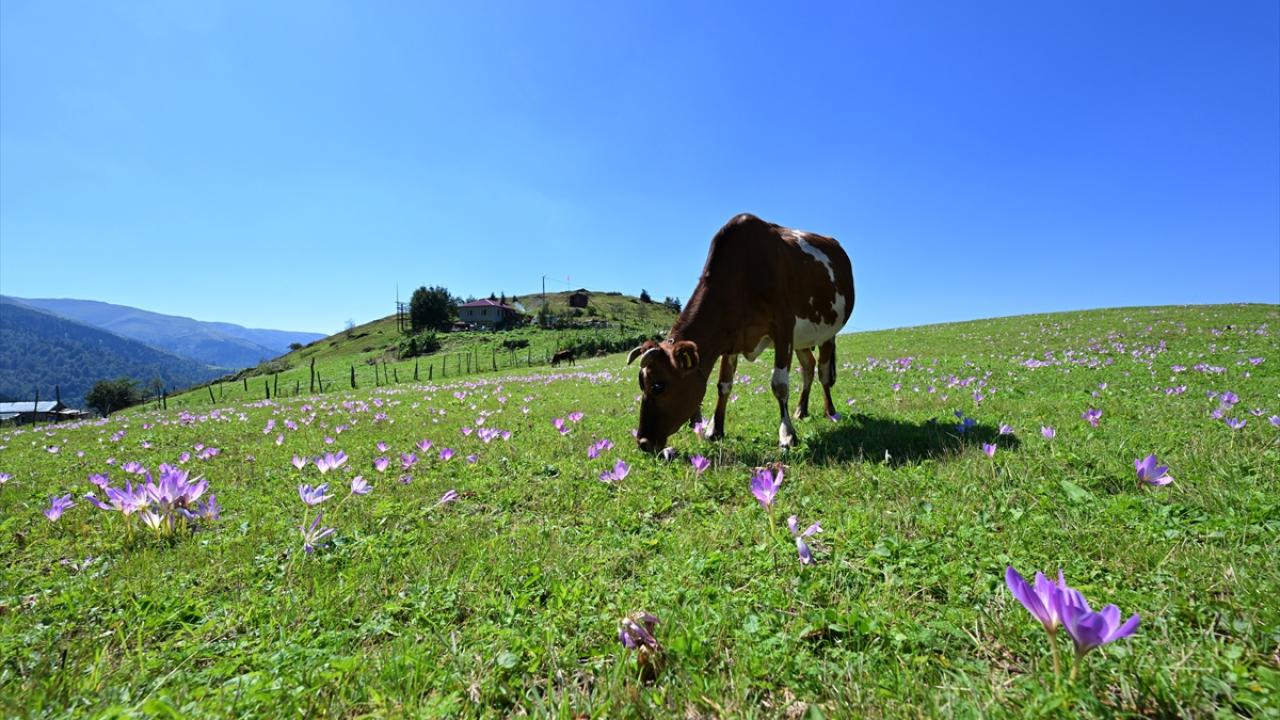 "Burada bir yılın hasretini yaşıyoruz"